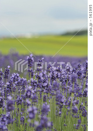 ラベンダーの花 561995