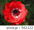アネモネ 562122