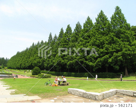 相模原公園のメタセコイア 相模原公園のメタセコイア 562171