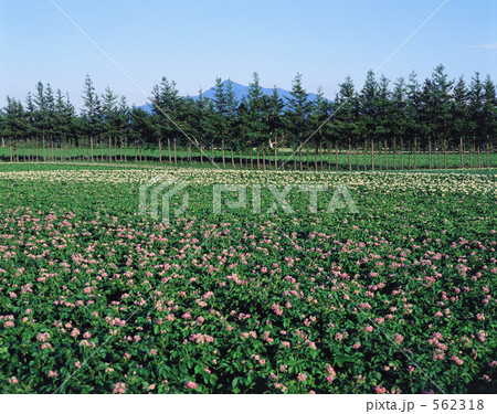 じゃがいも畑 562318