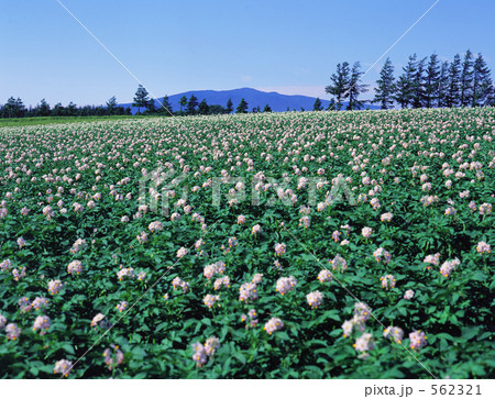 じゃがいも畑 562321