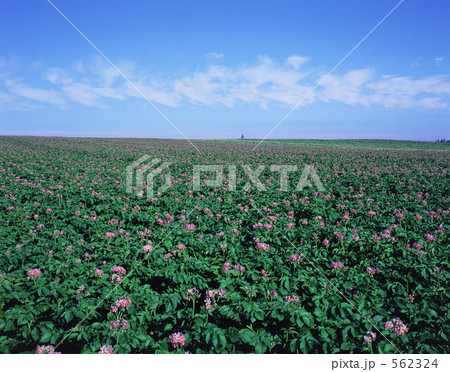 じゃがいも畑 562324