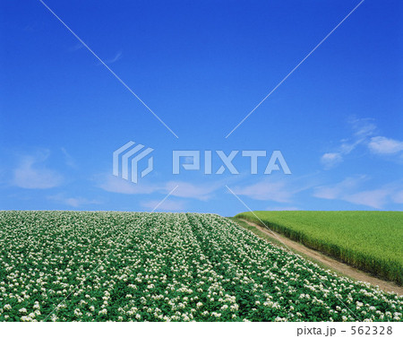 じゃがいも畑と道 562328