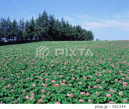 じゃがいも畑 562344