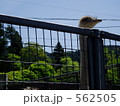動物園のだちょう 562505