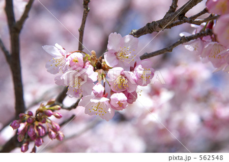 寒桜 寒桜 562548