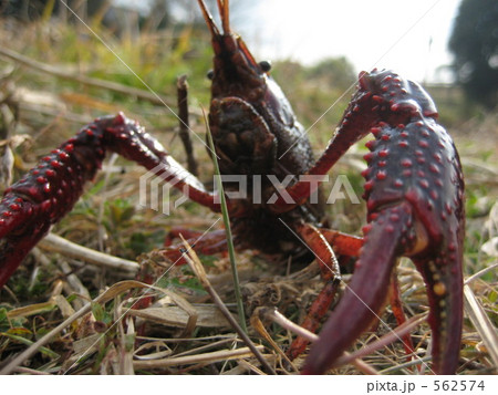 巨大化したザリガニの写真素材