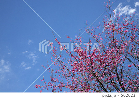 ヒマラヤヒザクラ ヒマラヤヒザクラ 562623