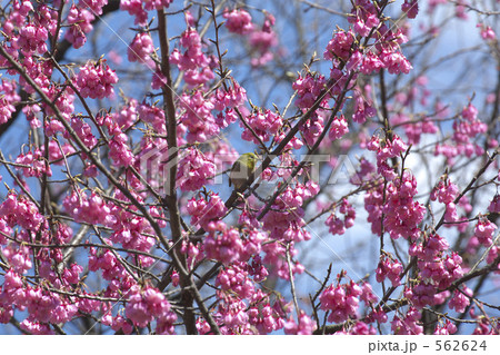 ヒマラヤヒザクラ ヒマラヤヒザクラ 562624