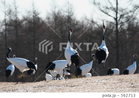 タンチョウ 562713