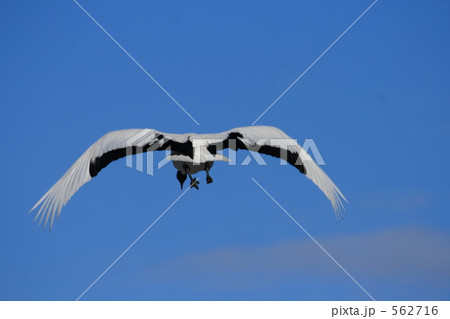 タンチョウ 562716