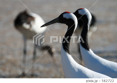 タンチョウ 562722