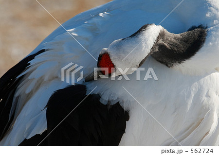 タンチョウ 562724