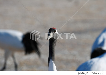 タンチョウ 562725