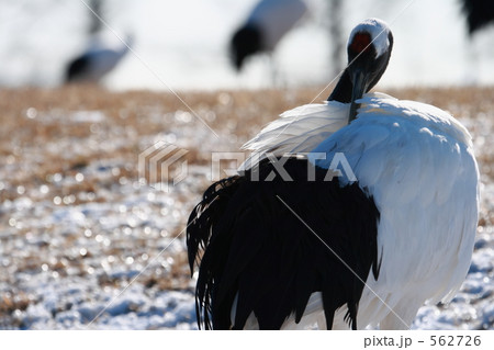 タンチョウ 562726