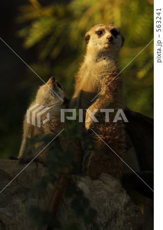 ミューキャット 563241