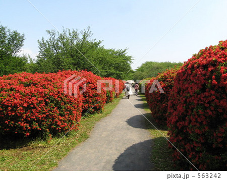 小石川植物園のツツジ 563242