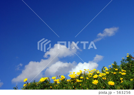 マルタ島の花畑 563256