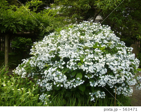 向島百花園のアジサイ 563471