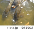 ３匹の鯉 563508