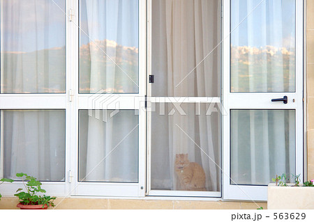 マルタ　ゴゾ島の猫 563629