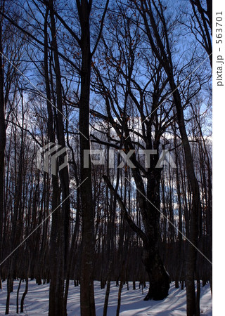 冬のブナ 冬のブナ 563701