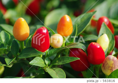 トウガラシ 563816