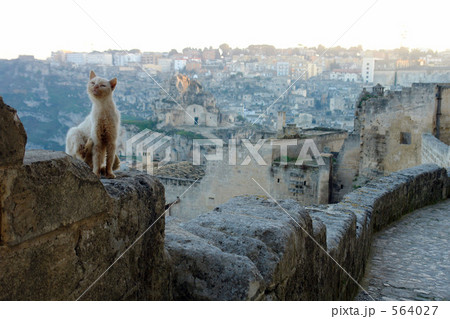 マテーラの猫1 564027