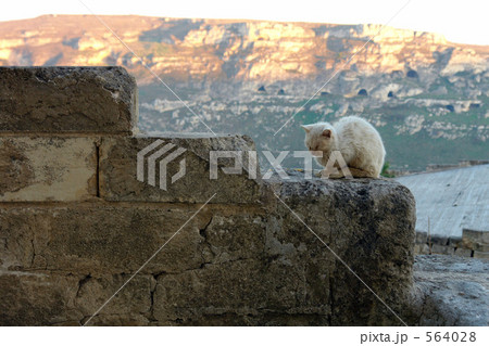 マテーラの猫2 564028