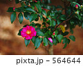 赤いサザンカ 564644
