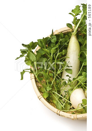 春の七草 春の七草 565189