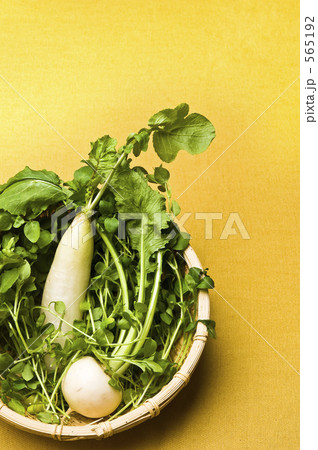 春の七草 春の七草 565192