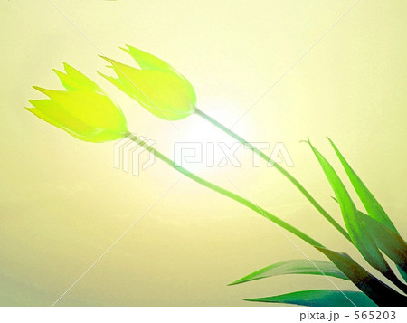 Love Flowers. 565203