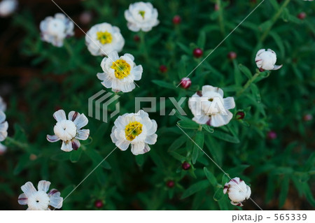 ハナカンザシ 565339