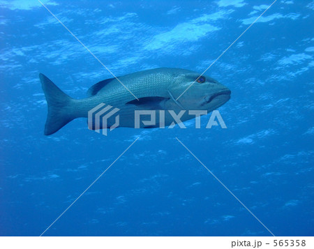 ブルーホールの名物 565358