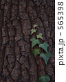 樹とつた 565398