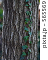 樹とつた 565569