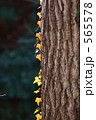 樹とつた 565578