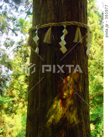 神木 注連縄 高尾山 565977