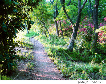 都立狭山自然公園の道 565979