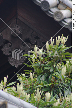 東大寺のビワ 東大寺のビワ 565991