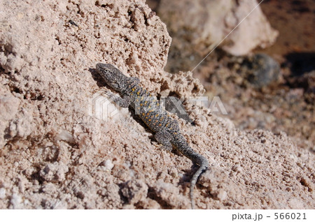 トカゲ トカゲ 566021