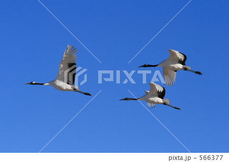 タンチョウ 566377