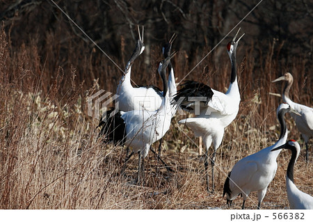 タンチョウ 566382