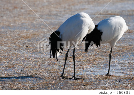 タンチョウ 566385