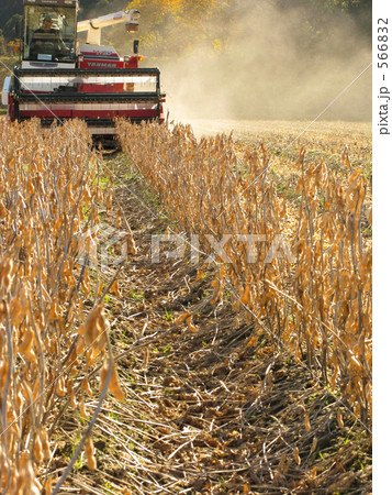 コンバインで大豆収穫 566832