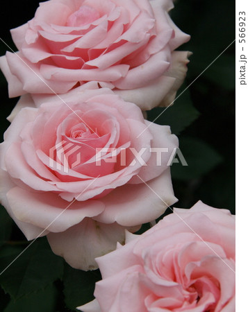 ピンクのバラ オードリーヘップバーン の写真素材