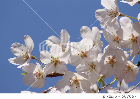 陽射しを浴びて透けるそめいよしの 567067