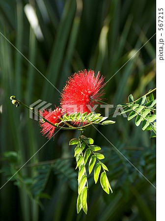 オオベニゴウカン オオベニゴウカン 567215