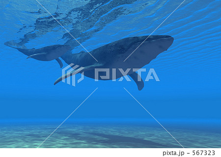 クジラ3 クジラ3 567323